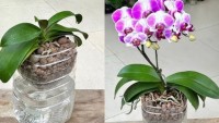 It excites the potted orchid. Add it to the bottom of the flower and all the orchids come to life